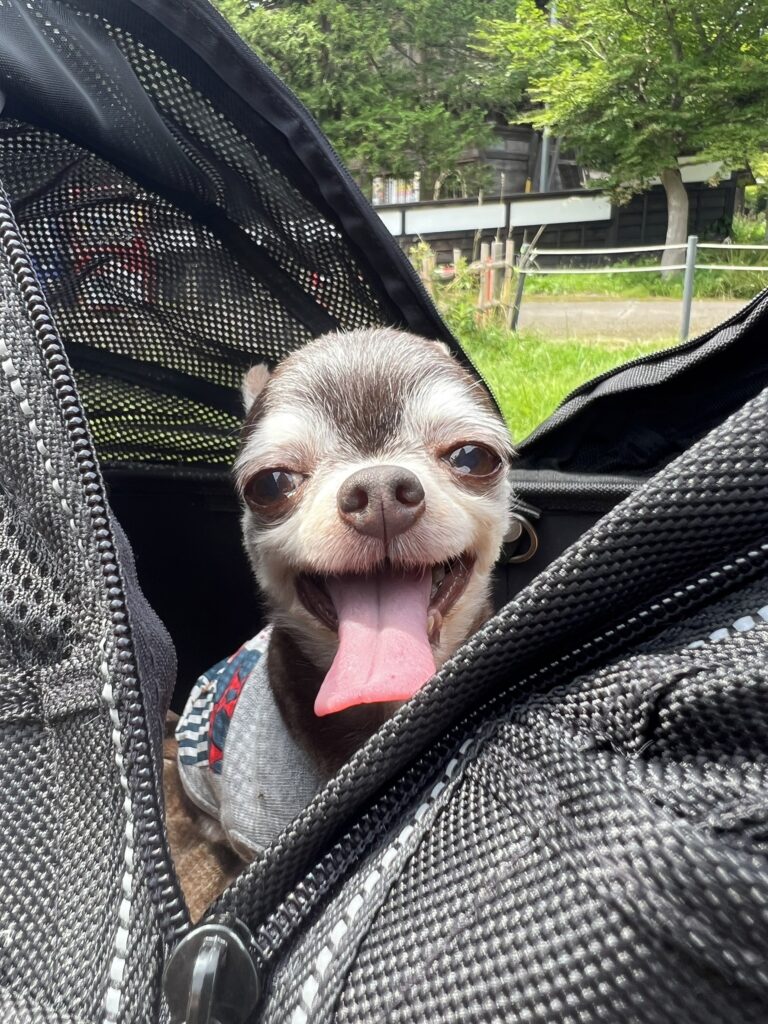 保護犬 一味ちゃん