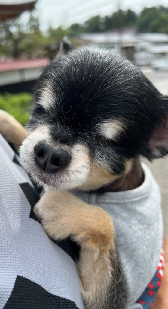 保護犬 お目めはないけど元気な柚ちゃん