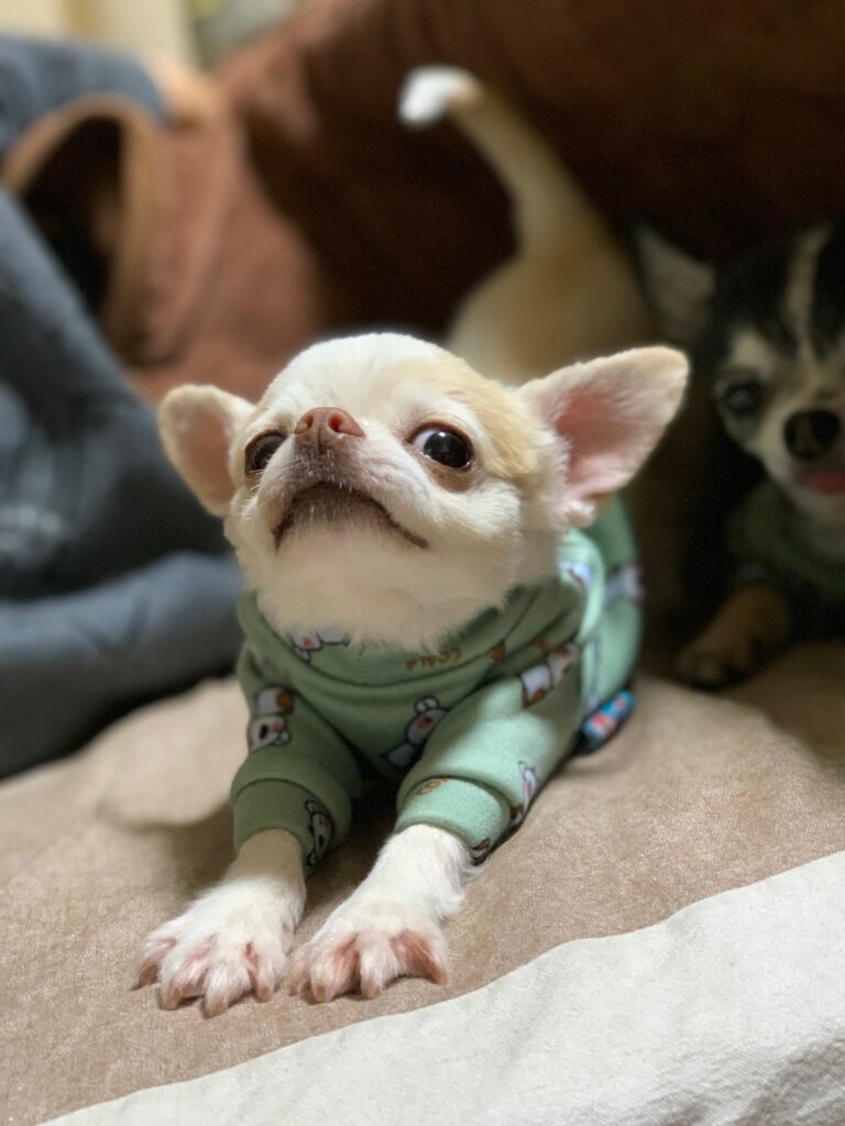 保護犬 心臓病の吟ちゃん
